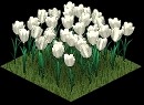 005flower
