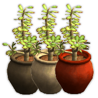 AVENIDAplantjade001recol3