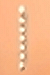 AVEbindi004_1